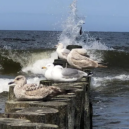 פארק נופש Cztery Pory Roku אוסטרוני מורסקי
